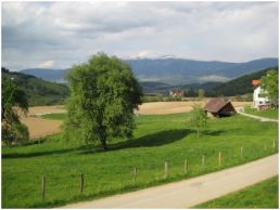 Baum in St. Martin im Granitztal